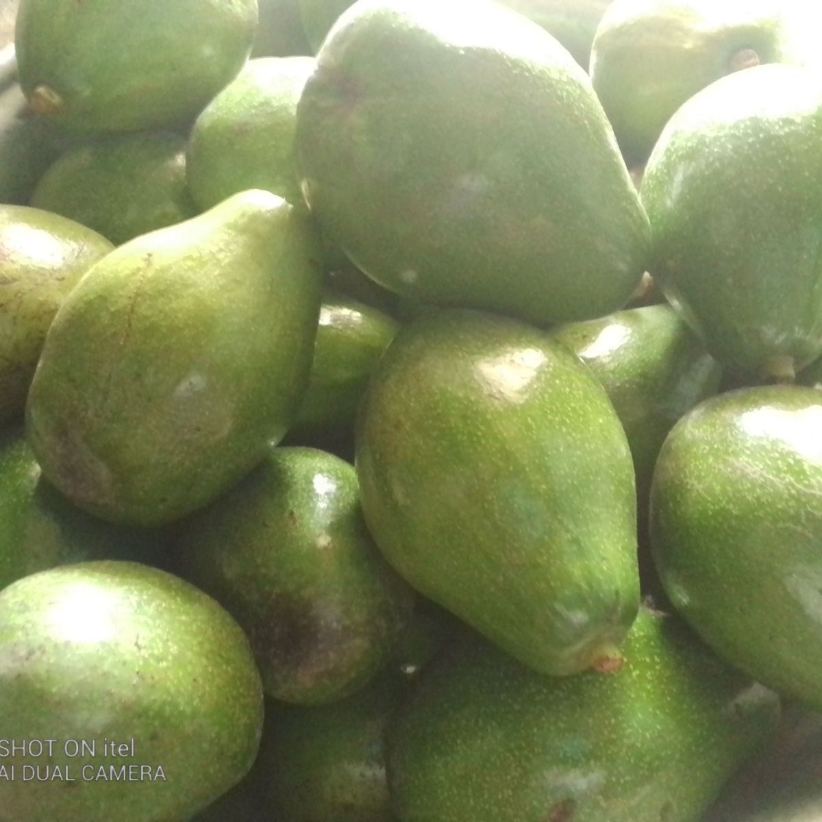 Avocat beurre — vue 2