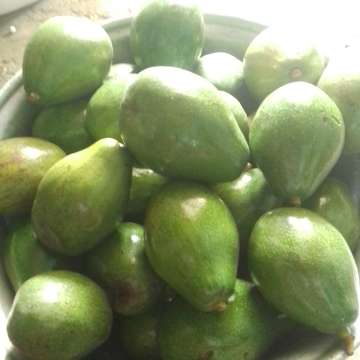 Avocat beurre — vue 3